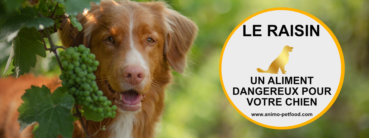 raisin-aliment-dangereux-pour-le-chien